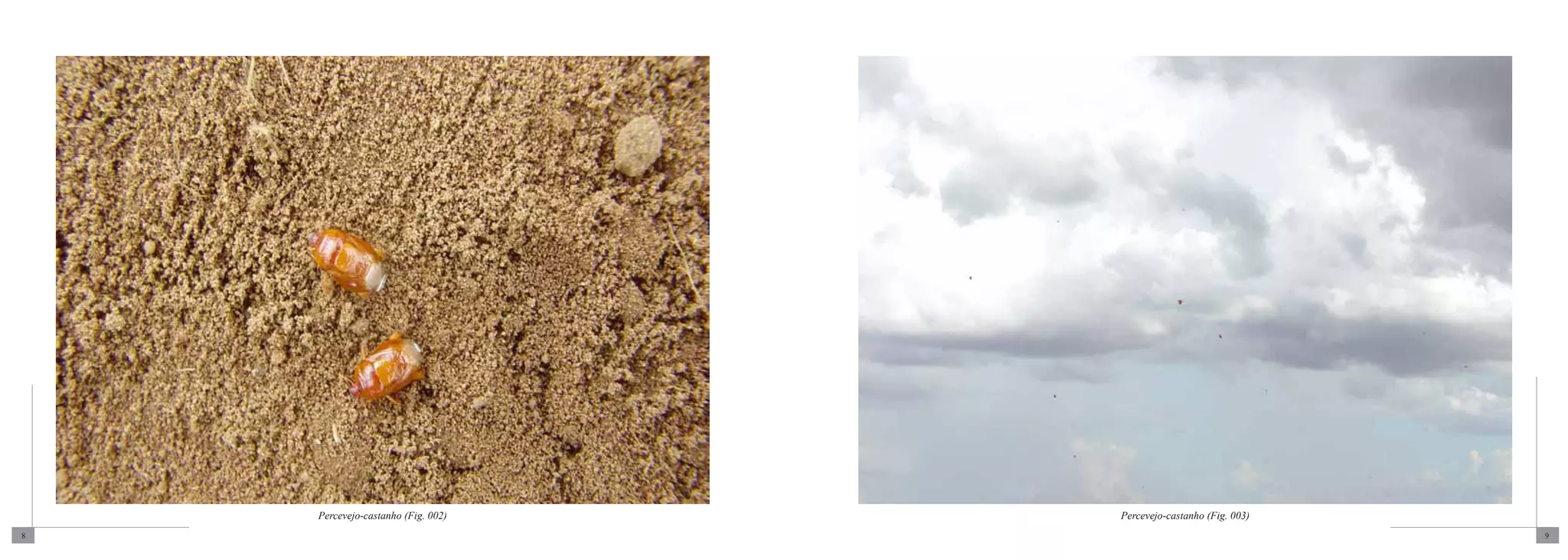 Percevejo-castanho (Fig. 002)   Percevejo-castanho (Fig. 003)
8                                                                   9
 