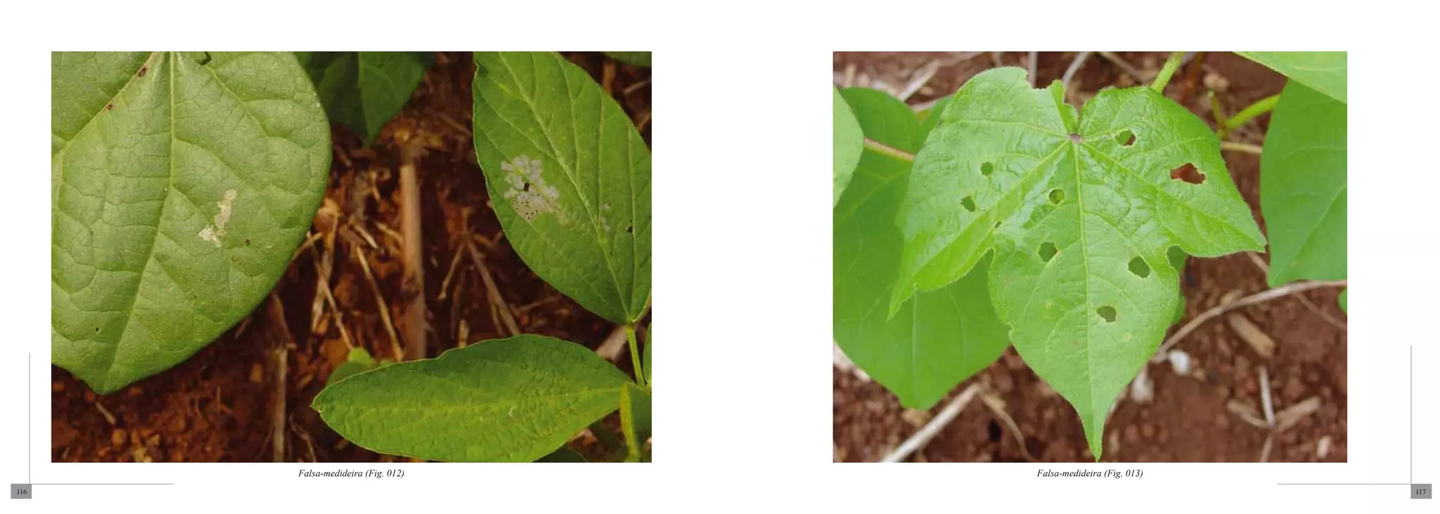 Falsa-medideira (Fig. 012)   Falsa-medideira (Fig. 013)
116                                                             117
 