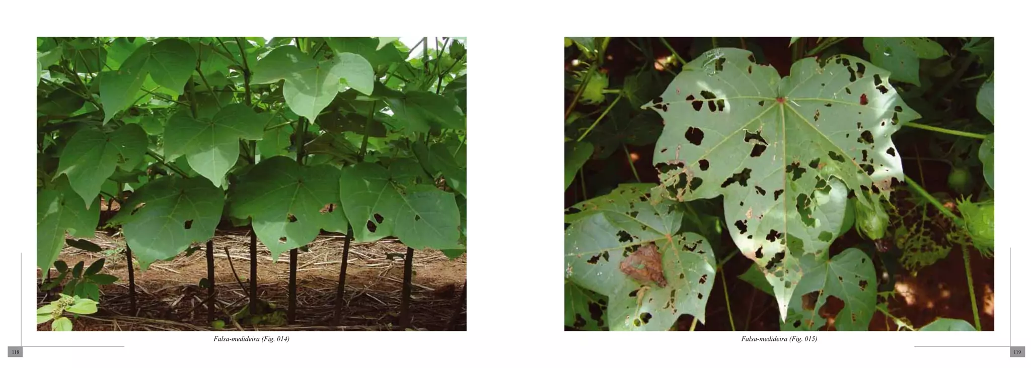 Falsa-medideira (Fig. 014)   Falsa-medideira (Fig. 015)
118                                                             119
 