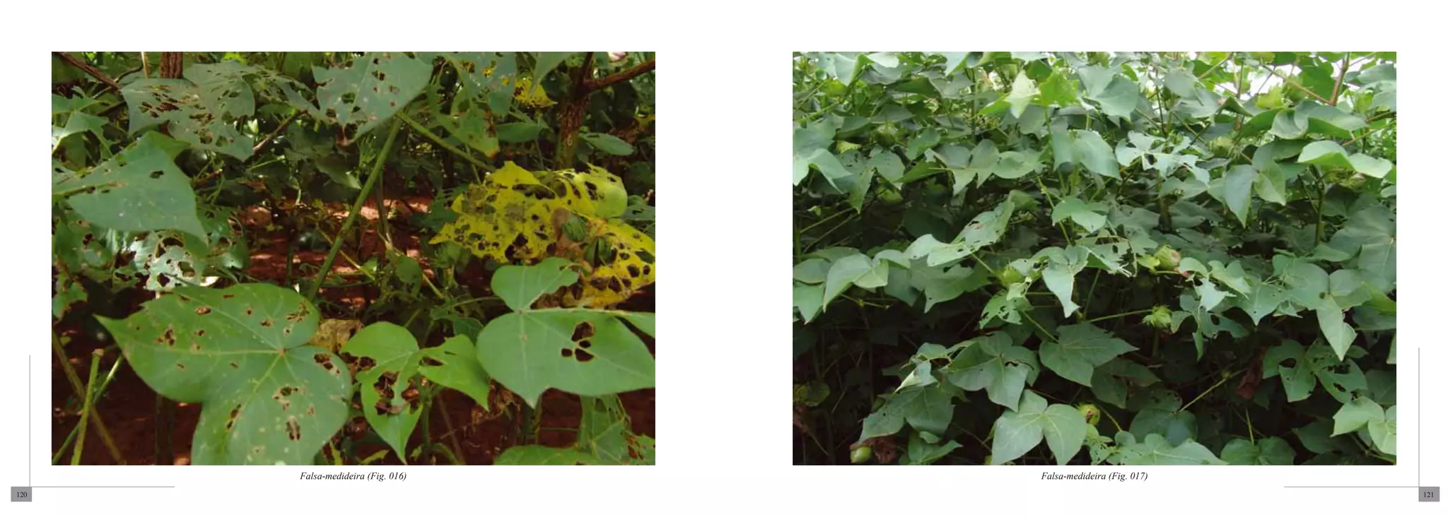 Falsa-medideira (Fig. 016)   Falsa-medideira (Fig. 017)
120                                                             121
 