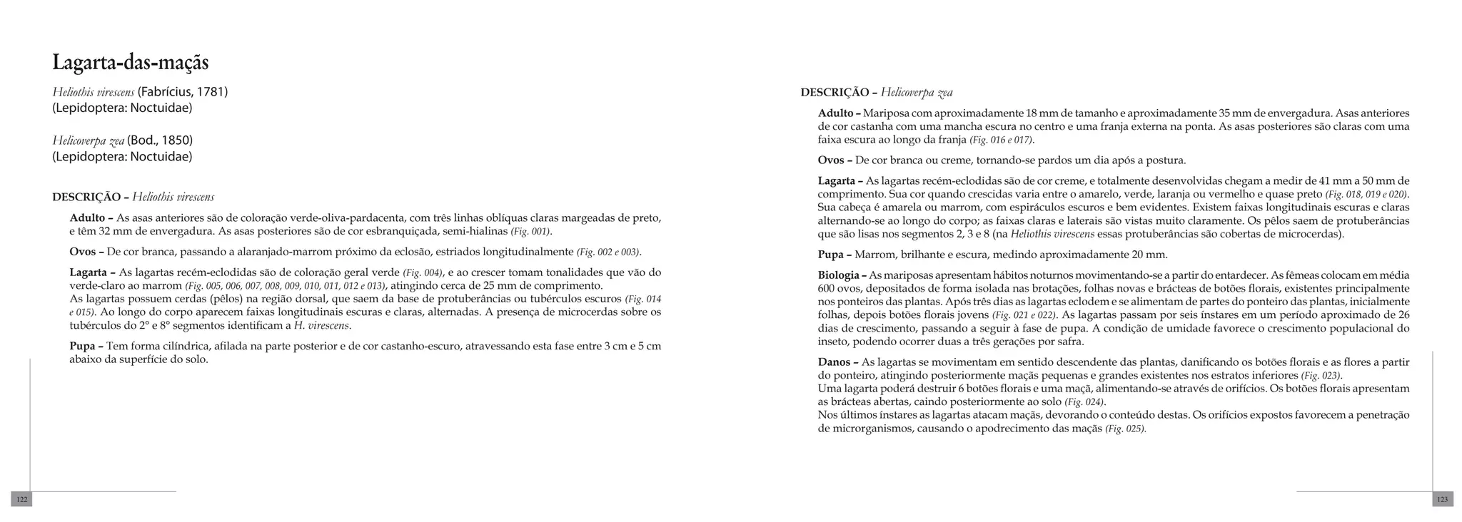 Lagarta-das-maçãs
      Heliothis virescens (Fabrícius, 1781)                                                                                           DESCRIÇÃO – Helicoverpa    zea
      (Lepidoptera: Noctuidae)                                                                                                           Adulto – Mariposa com aproximadamente 18 mm de tamanho e aproximadamente 35 mm de envergadura. Asas anteriores
                                                                                                                                         de cor castanha com uma mancha escura no centro e uma franja externa na ponta. As asas posteriores são claras com uma
      Helicoverpa zea (Bod., 1850)                                                                                                       faixa escura ao longo da franja (Fig. 016 e 017).
      (Lepidoptera: Noctuidae)                                                                                                           Ovos – De cor branca ou creme, tornando-se pardos um dia após a postura.
                                                                                                                                         Lagarta – As lagartas recém-eclodidas são de cor creme, e totalmente desenvolvidas chegam a medir de 41 mm a 50 mm de
      DESCRIÇÃO – Heliothis     virescens                                                                                                comprimento. Sua cor quando crescidas varia entre o amarelo, verde, laranja ou vermelho e quase preto (Fig. 018, 019 e 020).
                                                                                                                                         Sua cabeça é amarela ou marrom, com espiráculos escuros e bem evidentes. Existem faixas longitudinais escuras e claras
         Adulto – As asas anteriores são de coloração verde-oliva-pardacenta, com três linhas oblíquas claras margeadas de preto,        alternando-se ao longo do corpo; as faixas claras e laterais são vistas muito claramente. Os pêlos saem de protuberâncias
         e têm 32 mm de envergadura. As asas posteriores são de cor esbranquiçada, semi-hialinas (Fig. 001).                             que são lisas nos segmentos 2, 3 e 8 (na Heliothis virescens essas protuberâncias são cobertas de microcerdas).
         Ovos – De cor branca, passando a alaranjado-marrom próximo da eclosão, estriados longitudinalmente (Fig. 002 e 003).            Pupa – Marrom, brilhante e escura, medindo aproximadamente 20 mm.
         Lagarta – As lagartas recém-eclodidas são de coloração geral verde (Fig. 004), e ao crescer tomam tonalidades que vão do        Biologia – As mariposas apresentam hábitos noturnos movimentando-se a partir do entardecer. As fêmeas colocam em média
         verde-claro ao marrom (Fig. 005, 006, 007, 008, 009, 010, 011, 012 e 013), atingindo cerca de 25 mm de comprimento.             600 ovos, depositados de forma isolada nas brotações, folhas novas e brácteas de botões florais, existentes principalmente
         As lagartas possuem cerdas (pêlos) na região dorsal, que saem da base de protuberâncias ou tubérculos escuros (Fig. 014         nos ponteiros das plantas. Após três dias as lagartas eclodem e se alimentam de partes do ponteiro das plantas, inicialmente
         e 015). Ao longo do corpo aparecem faixas longitudinais escuras e claras, alternadas. A presença de microcerdas sobre os        folhas, depois botões florais jovens (Fig. 021 e 022). As lagartas passam por seis ínstares em um período aproximado de 26
         tubérculos do 2° e 8° segmentos identificam a H. virescens.                                                                     dias de crescimento, passando a seguir à fase de pupa. A condição de umidade favorece o crescimento populacional do
         Pupa – Tem forma cilíndrica, afilada na parte posterior e de cor castanho-escuro, atravessando esta fase entre 3 cm e 5 cm      inseto, podendo ocorrer duas a três gerações por safra.
         abaixo da superfície do solo.                                                                                                   Danos – As lagartas se movimentam em sentido descendente das plantas, danificando os botões florais e as flores a partir
                                                                                                                                         do ponteiro, atingindo posteriormente maçãs pequenas e grandes existentes nos estratos inferiores (Fig. 023).
                                                                                                                                         Uma lagarta poderá destruir 6 botões florais e uma maçã, alimentando-se através de orifícios. Os botões florais apresentam
                                                                                                                                         as brácteas abertas, caindo posteriormente ao solo (Fig. 024).
                                                                                                                                         Nos últimos ínstares as lagartas atacam maçãs, devorando o conteúdo destas. Os orifícios expostos favorecem a penetração
                                                                                                                                         de microrganismos, causando o apodrecimento das maçãs (Fig. 025).




122                                                                                                                                                                                                                                                                     123
 