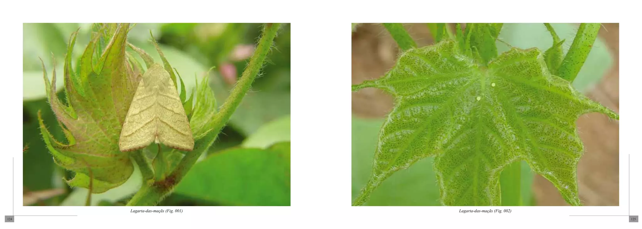 Lagarta-das-maçãs (Fig. 001)   Lagarta-das-maçãs (Fig. 002)
124                                                                 125
 