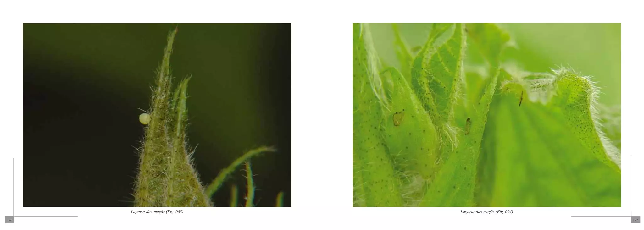 Lagarta-das-maçãs (Fig. 003)   Lagarta-das-maçãs (Fig. 004)
126                                                                 127
 