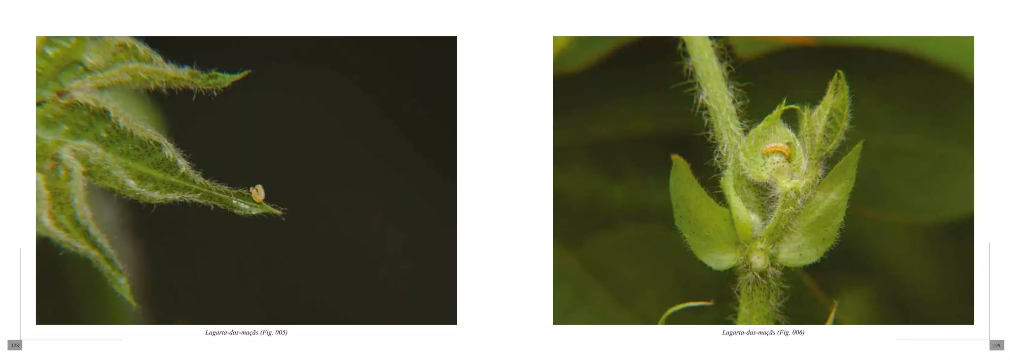 Lagarta-das-maçãs (Fig. 005)   Lagarta-das-maçãs (Fig. 006)
128                                                                 129
 