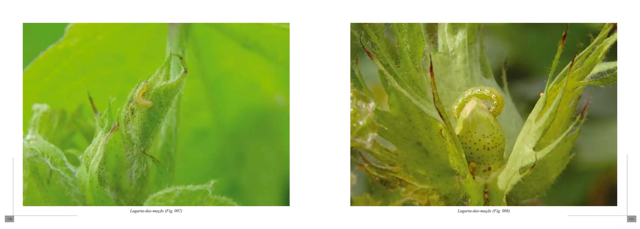Lagarta-das-maçãs (Fig. 007)   Lagarta-das-maçãs (Fig. 008)
130                                                                 131
 