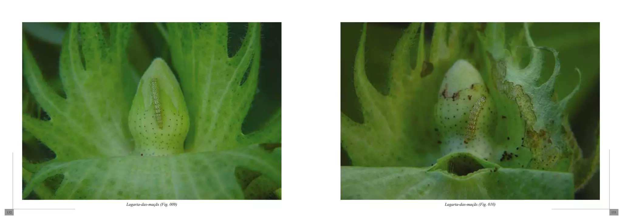 Lagarta-das-maçãs (Fig. 009)   Lagarta-das-maçãs (Fig. 010)
132                                                                 133
 