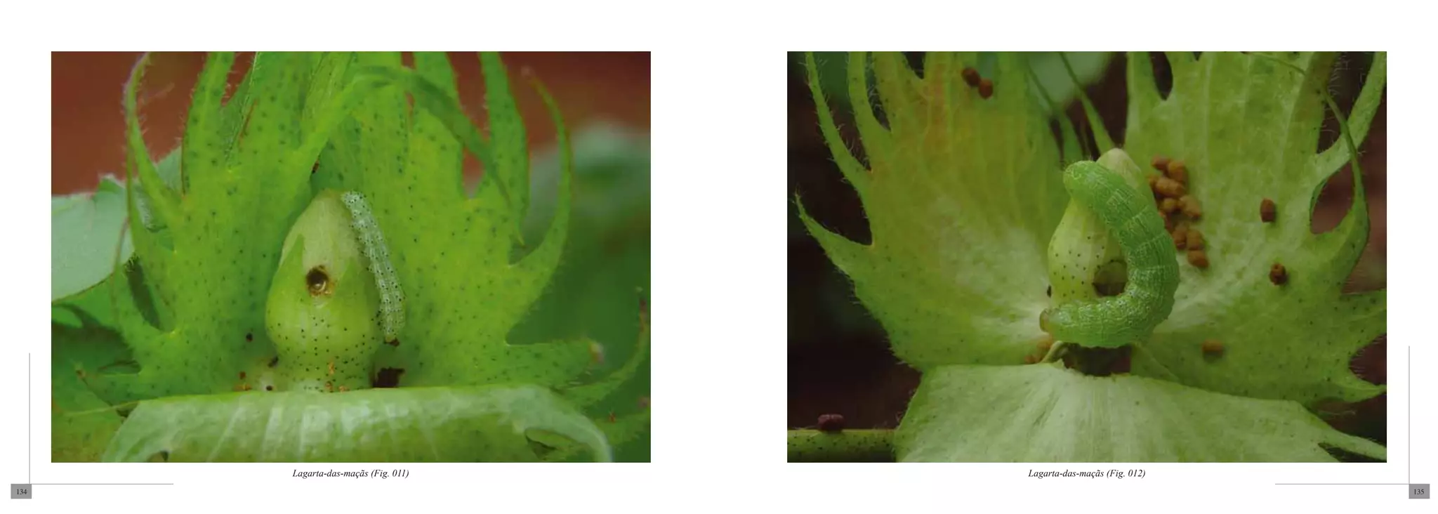 Lagarta-das-maçãs (Fig. 011)   Lagarta-das-maçãs (Fig. 012)
134                                                                 135
 