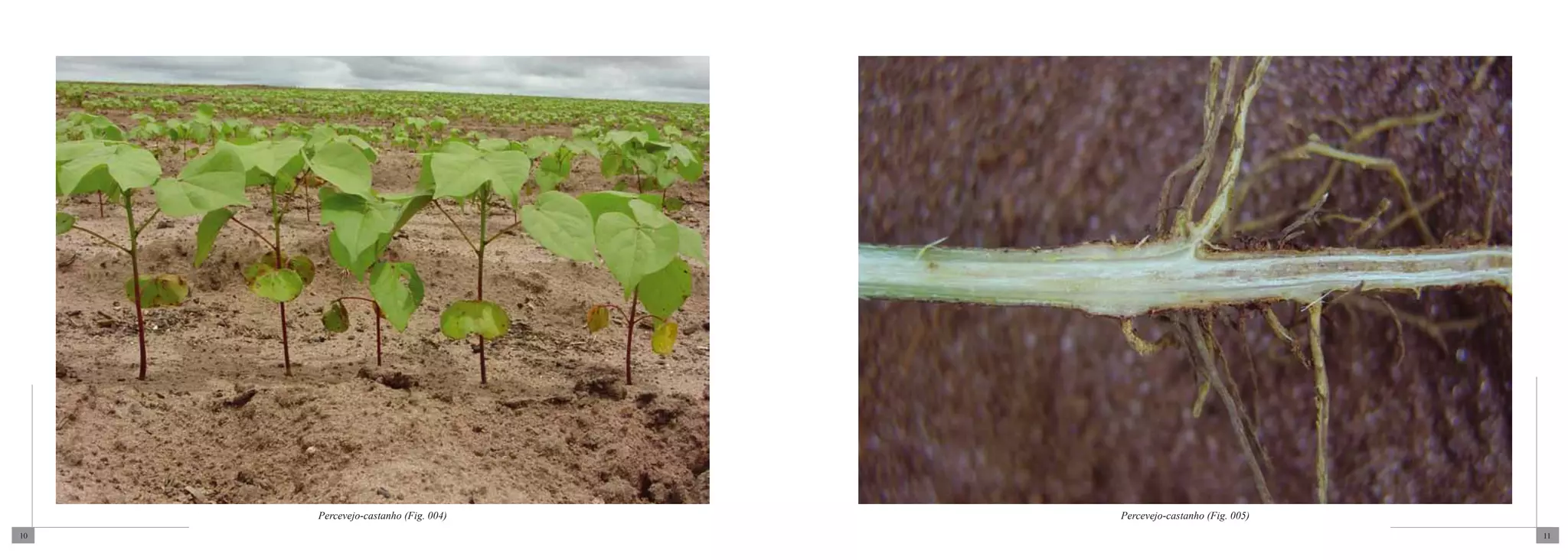 Percevejo-castanho (Fig. 004)   Percevejo-castanho (Fig. 005)
10                                                                   11
 