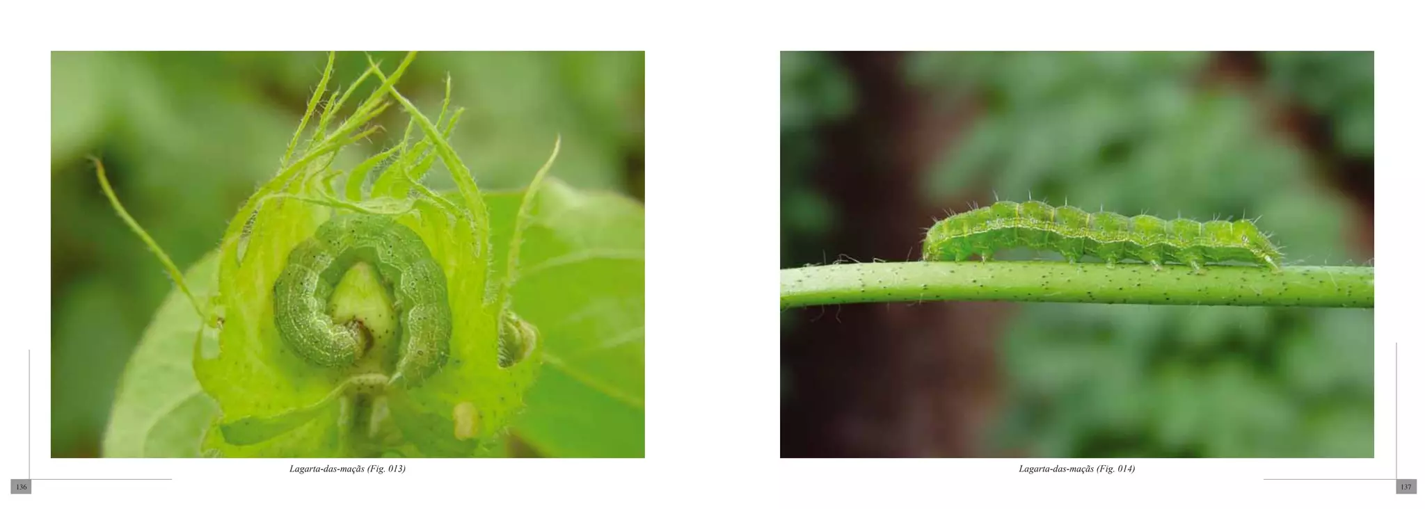 Lagarta-das-maçãs (Fig. 013)   Lagarta-das-maçãs (Fig. 014)
136                                                                 137
 