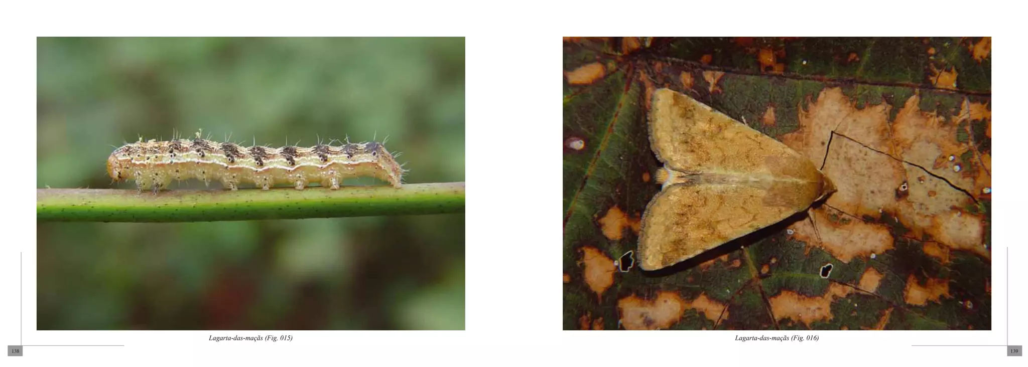 Lagarta-das-maçãs (Fig. 015)   Lagarta-das-maçãs (Fig. 016)
138                                                                 139
 