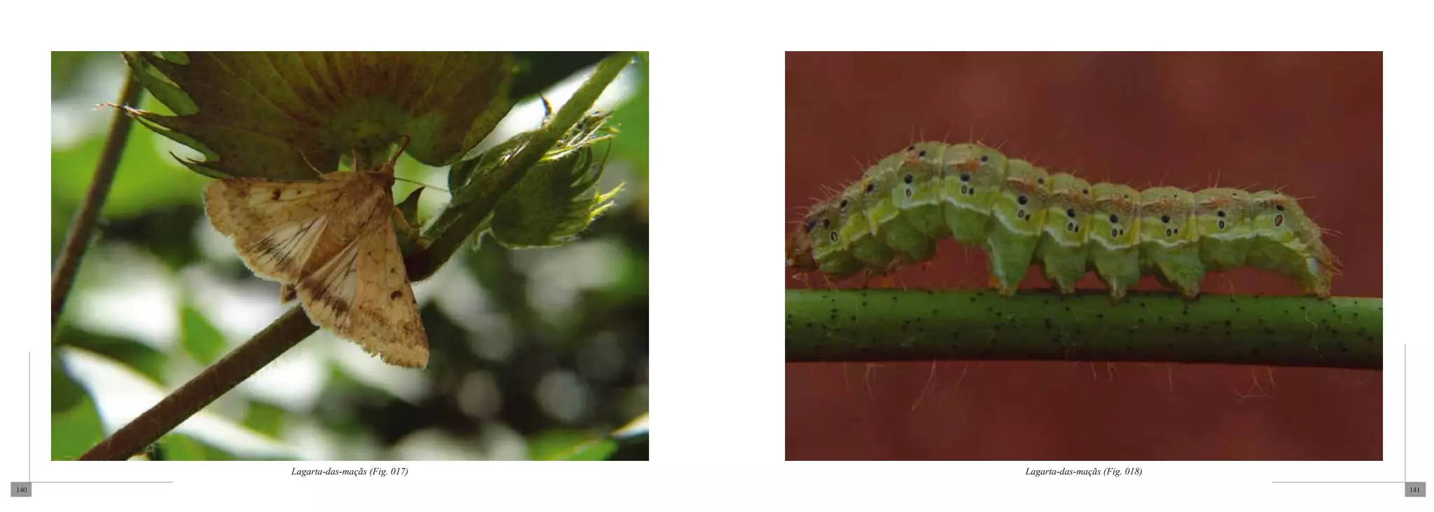 Lagarta-das-maçãs (Fig. 017)   Lagarta-das-maçãs (Fig. 018)
140                                                                 141
 