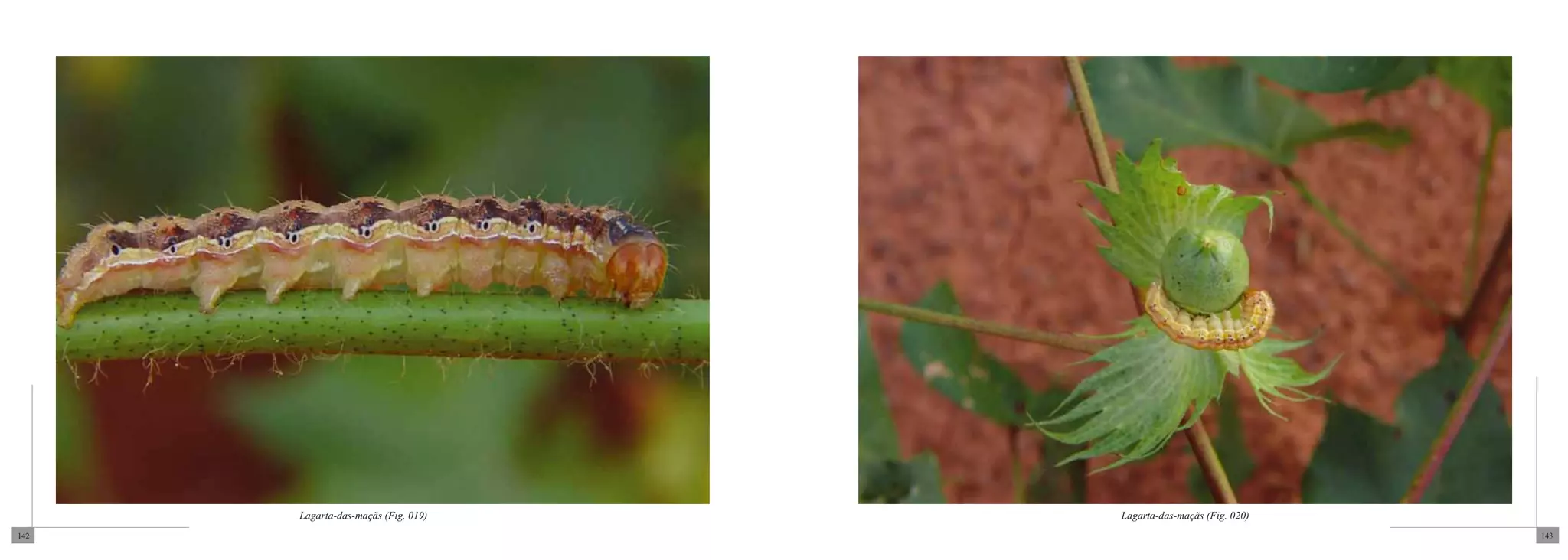Lagarta-das-maçãs (Fig. 019)   Lagarta-das-maçãs (Fig. 020)
142                                                                 143
 