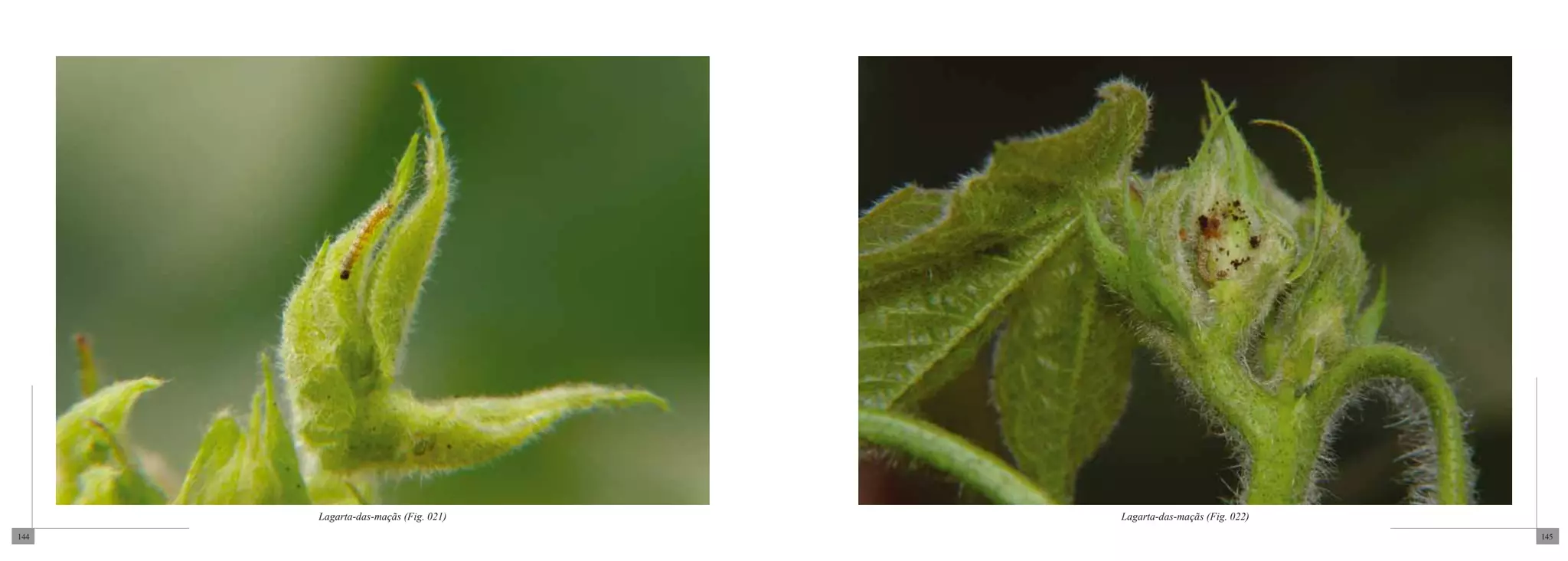 Lagarta-das-maçãs (Fig. 021)   Lagarta-das-maçãs (Fig. 022)
144                                                                 145
 