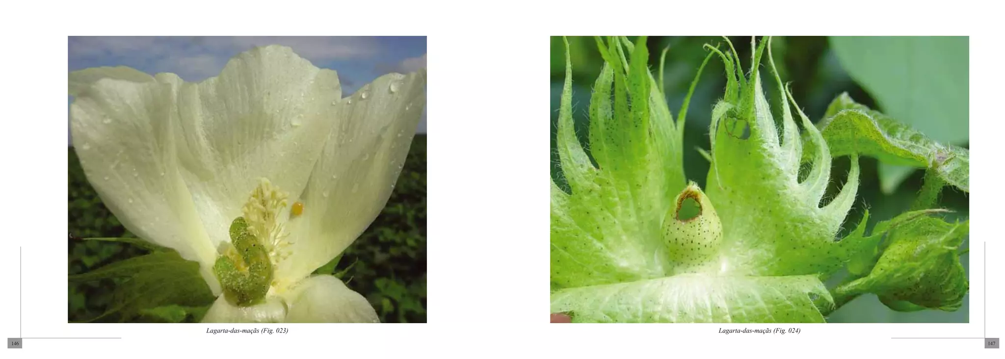 Lagarta-das-maçãs (Fig. 023)   Lagarta-das-maçãs (Fig. 024)
146                                                                 147
 