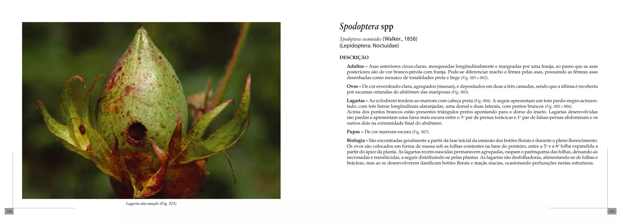 Spodoptera spp
                                     Spodoptera cosmioides (Walker., 1858)
                                     (Lepidoptera: Noctuidae)

                                     DESCRIÇÃO
                                        Adultos – Asas anteriores cinza-claras, mosqueadas longitudinalmente e margeadas por uma franja, ao passo que as asas
                                        posteriores são de cor branco-pérola com franja. Pode-se diferenciar macho e fêmea pelas asas, possuindo as fêmeas asas
                                        desenhadas como mosaico de tonalidades preta e bege (Fig. 001 e 002).
                                        Ovos – De cor esverdeado-clara, agrupados (massas), e depositados em duas a três camadas, sendo que a última é recoberta
                                        por escamas oriundas do abdômen das mariposas (Fig. 003).
                                        Lagartas – Ao eclodirem tendem ao marrom com cabeça preta (Fig. 004). A seguir apresentam um tom pardo-negro-acinzen-
                                        tado, com três listras longitudinais alaranjadas, uma dorsal e duas laterais, com pontos brancos (Fig. 005 e 006).
                                        Acima dos pontos brancos estão presentes triângulos pretos apontando para o dorso do inseto. Lagartas desenvolvidas
                                        são pardas e apresentam uma faixa mais escura entre o 3o par de pernas torácicas e 1o par de falsas-pernas abdominais e os
                                        outros dois na extremidade final do abdômen.
                                        Pupas – De cor marrom-escura (Fig. 007).
                                        Biologia – São encontradas geralmente a partir da fase inicial da emissão dos botões florais e durante o pleno florescimento.
                                        Os ovos são colocados em forma de massa sob as folhas existentes na base do ponteiro, entre a 5a e a 6a folha expandida a
                                        partir do ápice da planta. As lagartas recém-nascidas permanecem agrupadas, raspam o parênquima das folhas, deixando-as
                                        necrosadas e translúcidas, a seguir distribuindo-se pelas plantas. As lagartas são desfolhadoras, alimentando-se de folhas e
                                        brácteas, mas ao se desenvolverem danificam botões florais e maçãs macias, ocasionando perfurações nestas estruturas.




      Lagarta-das-maçãs (Fig. 025)
148                                                                                                                                                                     149
 