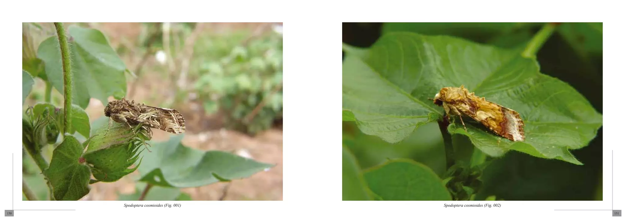 Spodoptera cosmioides (Fig. 001)   Spodoptera cosmioides (Fig. 002)
150                                                                         151
 