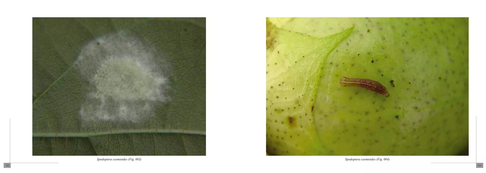 Spodoptera cosmioides (Fig. 003)   Spodoptera cosmioides (Fig. 004)
152                                                                         153
 