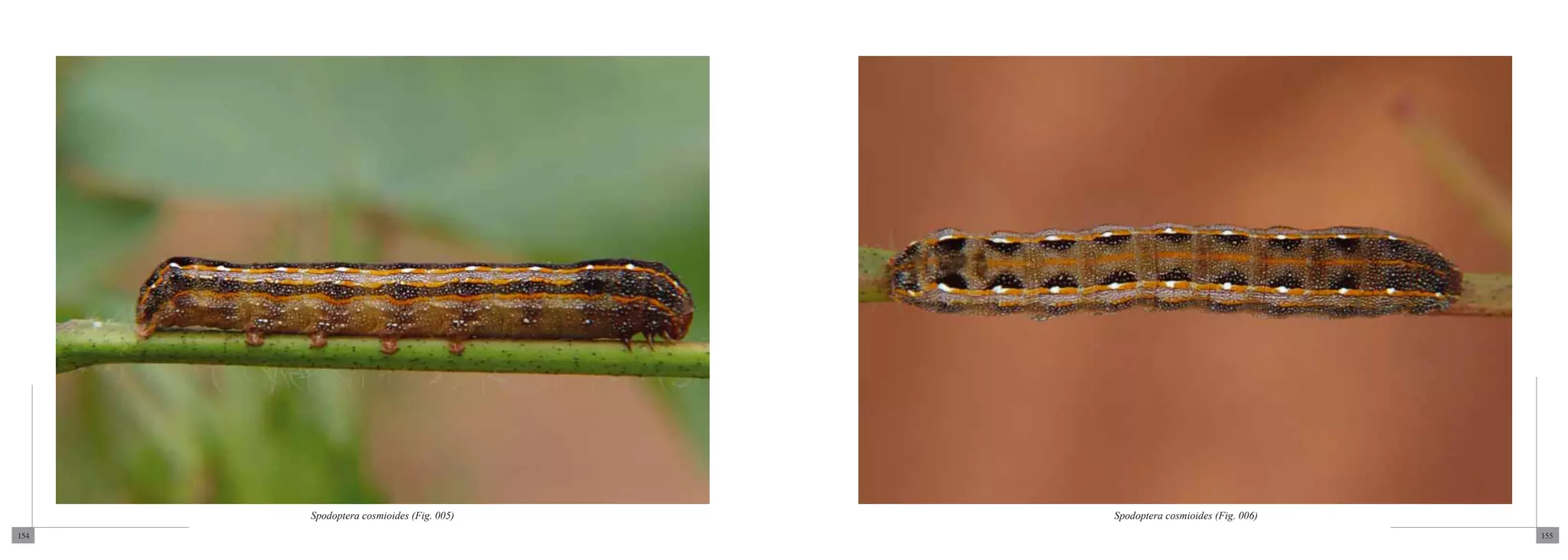 Spodoptera cosmioides (Fig. 005)   Spodoptera cosmioides (Fig. 006)
154                                                                         155
 