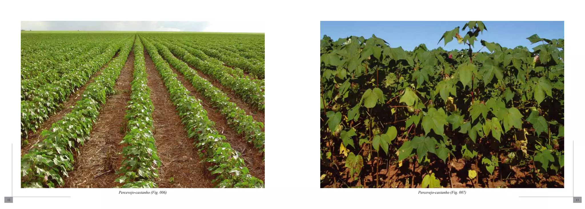 Percevejo-castanho (Fig. 006)   Percevejo-castanho (Fig. 007)
12                                                                   13
 
