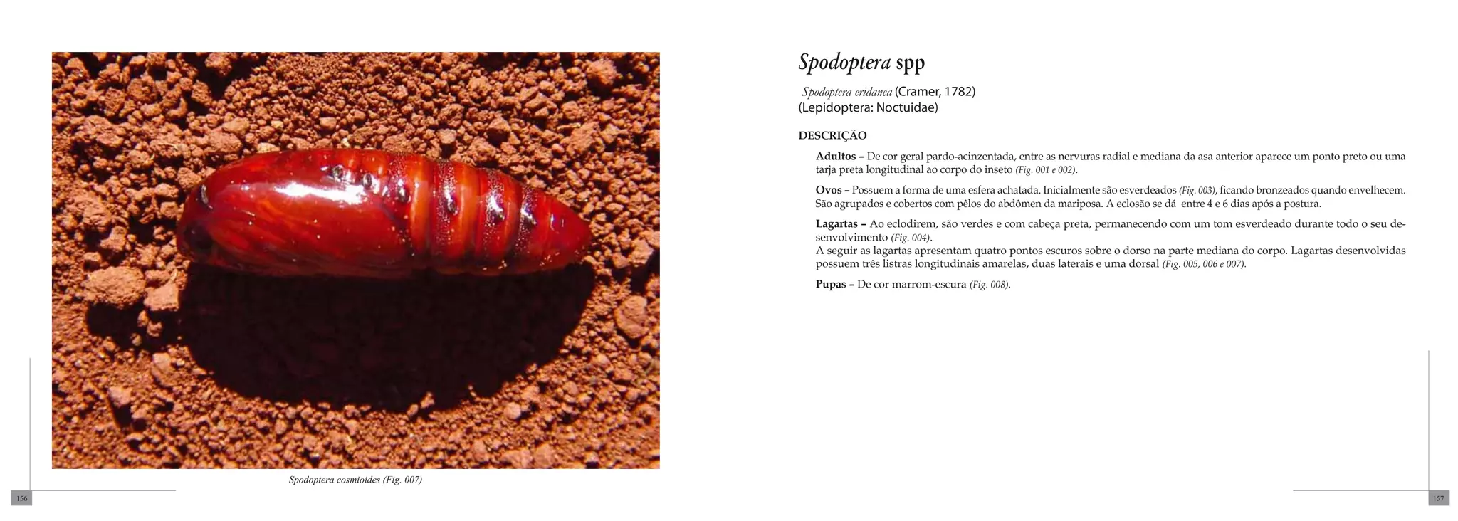 Spodoptera spp
                                          Spodoptera eridanea (Cramer, 1782)
                                         (Lepidoptera: Noctuidae)

                                         DESCRIÇÃO
                                            Adultos – De cor geral pardo-acinzentada, entre as nervuras radial e mediana da asa anterior aparece um ponto preto ou uma
                                            tarja preta longitudinal ao corpo do inseto (Fig. 001 e 002).
                                            Ovos – Possuem a forma de uma esfera achatada. Inicialmente são esverdeados (Fig. 003), ficando bronzeados quando envelhecem.
                                            São agrupados e cobertos com pêlos do abdômen da mariposa. A eclosão se dá entre 4 e 6 dias após a postura.
                                            Lagartas – Ao eclodirem, são verdes e com cabeça preta, permanecendo com um tom esverdeado durante todo o seu de-
                                            senvolvimento (Fig. 004).
                                            A seguir as lagartas apresentam quatro pontos escuros sobre o dorso na parte mediana do corpo. Lagartas desenvolvidas
                                            possuem três listras longitudinais amarelas, duas laterais e uma dorsal (Fig. 005, 006 e 007).
                                            Pupas – De cor marrom-escura (Fig. 008).




      Spodoptera cosmioides (Fig. 007)
156                                                                                                                                                                         157
 
