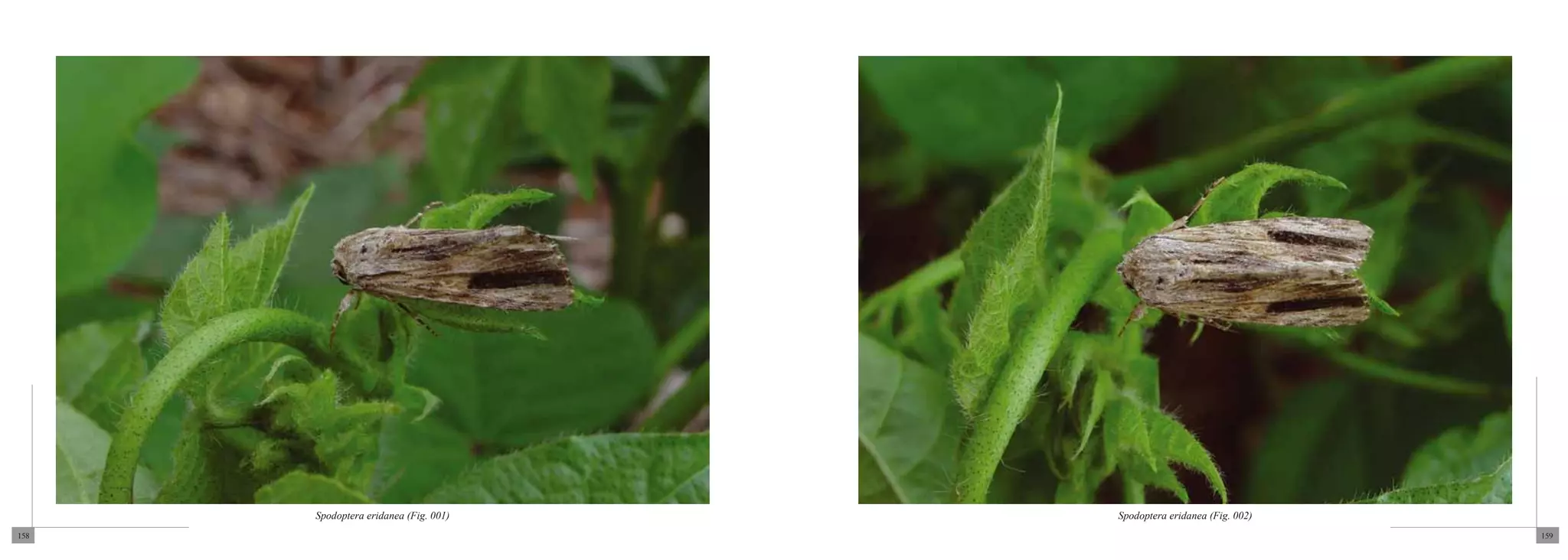 Spodoptera eridanea (Fig. 001)   Spodoptera eridanea (Fig. 002)
158                                                                     159
 