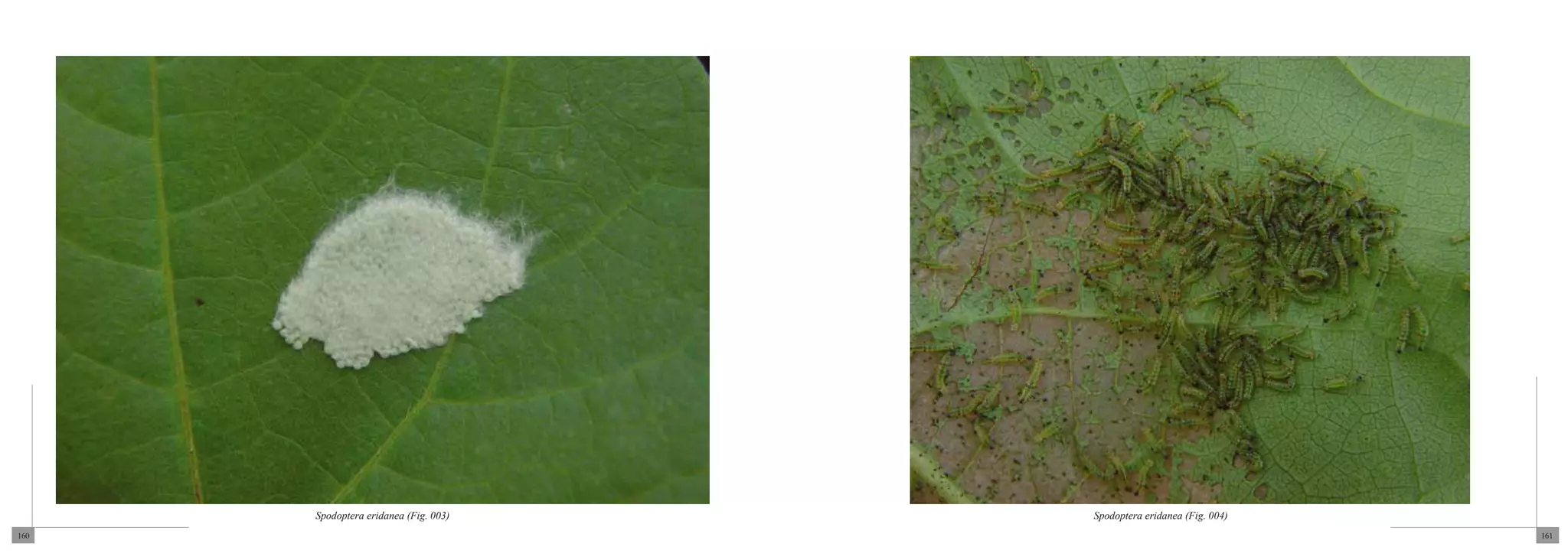 Spodoptera eridanea (Fig. 003)   Spodoptera eridanea (Fig. 004)
160                                                                     161
 