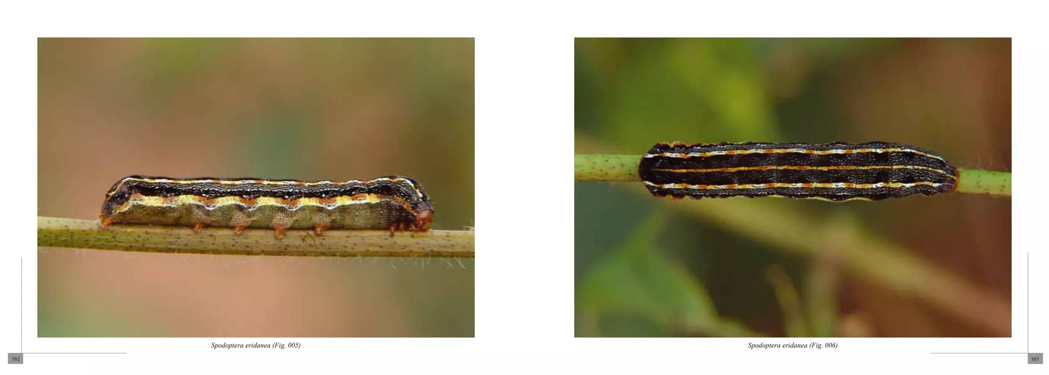 Spodoptera eridanea (Fig. 005)   Spodoptera eridanea (Fig. 006)
162                                                                     163
 
