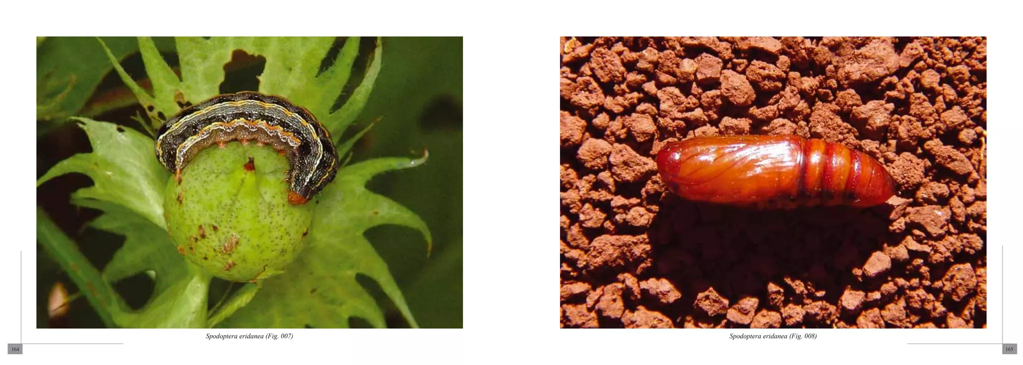Spodoptera eridanea (Fig. 007)   Spodoptera eridanea (Fig. 008)
164                                                                     165
 