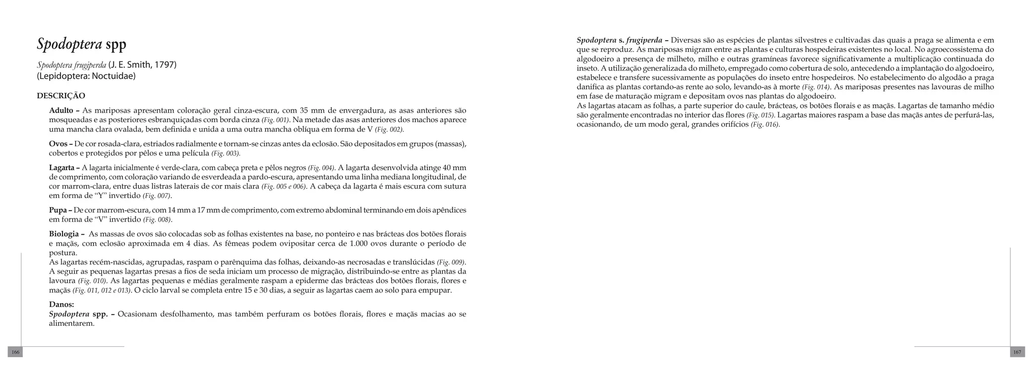 Spodoptera spp                                                                                                                       Spodoptera s. frugiperda – Diversas são as espécies de plantas silvestres e cultivadas das quais a praga se alimenta e em
                                                                                                                                           que se reproduz. As mariposas migram entre as plantas e culturas hospedeiras existentes no local. No agroecossistema do
                                                                                                                                           algodoeiro a presença de milheto, milho e outras gramíneas favorece significativamente a multiplicação continuada do
      Spodoptera frugiperda (J. E. Smith, 1797)                                                                                            inseto. A utilização generalizada do milheto, empregado como cobertura de solo, antecedendo a implantação do algodoeiro,
      (Lepidoptera: Noctuidae)                                                                                                             estabelece e transfere sucessivamente as populações do inseto entre hospedeiros. No estabelecimento do algodão a praga
                                                                                                                                           danifica as plantas cortando-as rente ao solo, levando-as à morte (Fig. 014). As mariposas presentes nas lavouras de milho
      DESCRIÇÃO                                                                                                                            em fase de maturação migram e depositam ovos nas plantas do algodoeiro.
                                                                                                                                           As lagartas atacam as folhas, a parte superior do caule, brácteas, os botões florais e as maçãs. Lagartas de tamanho médio
         Adulto – As mariposas apresentam coloração geral cinza-escura, com 35 mm de envergadura, as asas anteriores são
                                                                                                                                           são geralmente encontradas no interior das flores (Fig. 015). Lagartas maiores raspam a base das maçãs antes de perfurá-las,
         mosqueadas e as posteriores esbranquiçadas com borda cinza (Fig. 001). Na metade das asas anteriores dos machos aparece
                                                                                                                                           ocasionando, de um modo geral, grandes orifícios (Fig. 016).
         uma mancha clara ovalada, bem definida e unida a uma outra mancha oblíqua em forma de V (Fig. 002).
         Ovos – De cor rosada-clara, estriados radialmente e tornam-se cinzas antes da eclosão. São depositados em grupos (massas),
         cobertos e protegidos por pêlos e uma película (Fig. 003).
         Lagarta – A lagarta inicialmente é verde-clara, com cabeça preta e pêlos negros (Fig. 004). A lagarta desenvolvida atinge 40 mm
         de comprimento, com coloração variando de esverdeada a pardo-escura, apresentando uma linha mediana longitudinal, de
         cor marrom-clara, entre duas listras laterais de cor mais clara (Fig. 005 e 006). A cabeça da lagarta é mais escura com sutura
         em forma de “Y” invertido (Fig. 007).
         Pupa – De cor marrom-escura, com 14 mm a 17 mm de comprimento, com extremo abdominal terminando em dois apêndices
         em forma de “V” invertido (Fig. 008).
         Biologia – As massas de ovos são colocadas sob as folhas existentes na base, no ponteiro e nas brácteas dos botões florais
         e maçãs, com eclosão aproximada em 4 dias. As fêmeas podem ovipositar cerca de 1.000 ovos durante o período de
         postura.
         As lagartas recém-nascidas, agrupadas, raspam o parênquima das folhas, deixando-as necrosadas e translúcidas (Fig. 009).
         A seguir as pequenas lagartas presas a fios de seda iniciam um processo de migração, distribuindo-se entre as plantas da
         lavoura (Fig. 010). As lagartas pequenas e médias geralmente raspam a epiderme das brácteas dos botões florais, flores e
         maçãs (Fig. 011, 012 e 013). O ciclo larval se completa entre 15 e 30 dias, a seguir as lagartas caem ao solo para empupar.
         Danos:
         Spodoptera spp. – Ocasionam desfolhamento, mas também perfuram os botões florais, flores e maçãs macias ao se
         alimentarem.


166                                                                                                                                                                                                                                                                       167
 