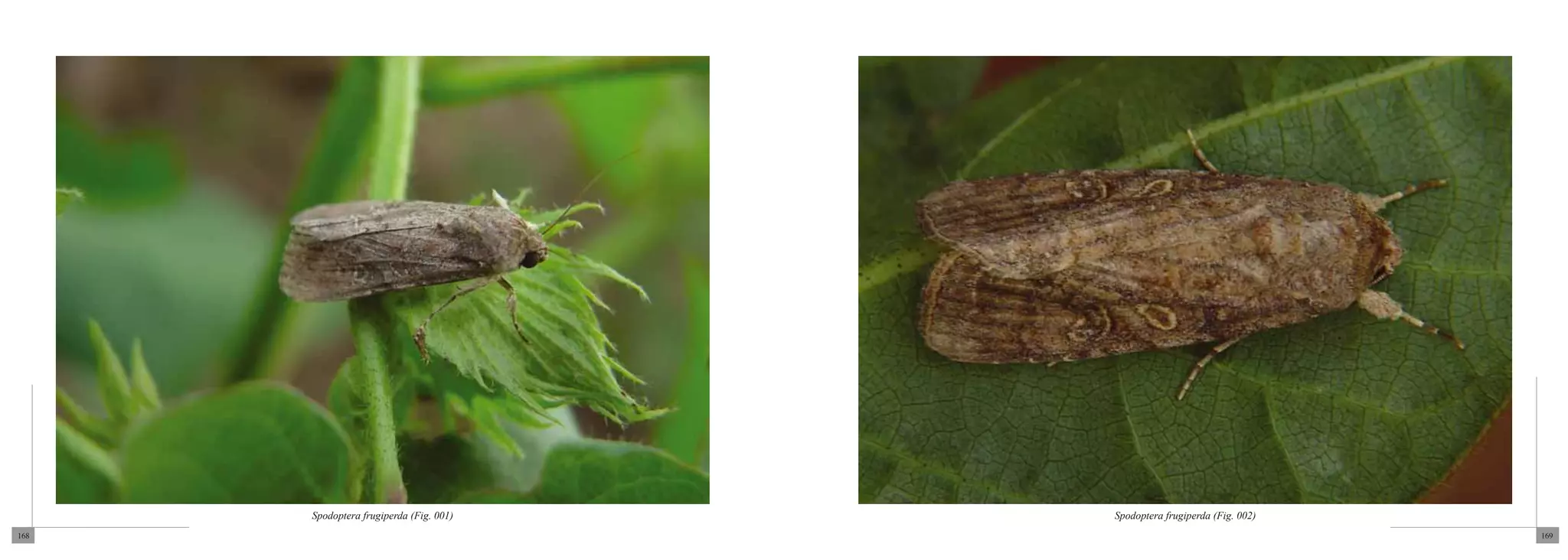 Spodoptera frugiperda (Fig. 001)   Spodoptera frugiperda (Fig. 002)
168                                                                         169
 