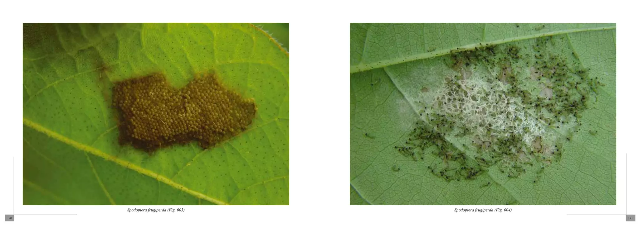 Spodoptera frugiperda (Fig. 003)   Spodoptera frugiperda (Fig. 004)
170                                                                         171
 