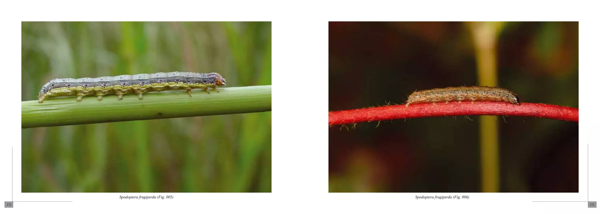 Spodoptera frugiperda (Fig. 005)   Spodoptera frugiperda (Fig. 006)
172                                                                         173
 