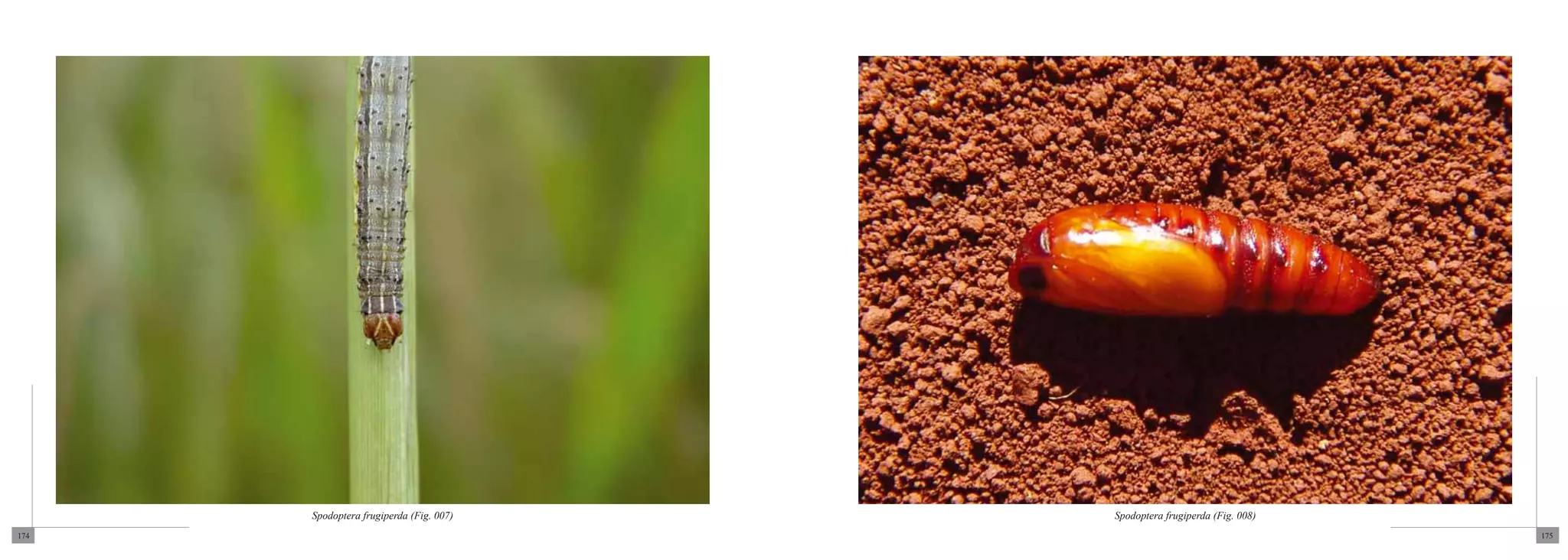 Spodoptera frugiperda (Fig. 007)   Spodoptera frugiperda (Fig. 008)
174                                                                         175
 