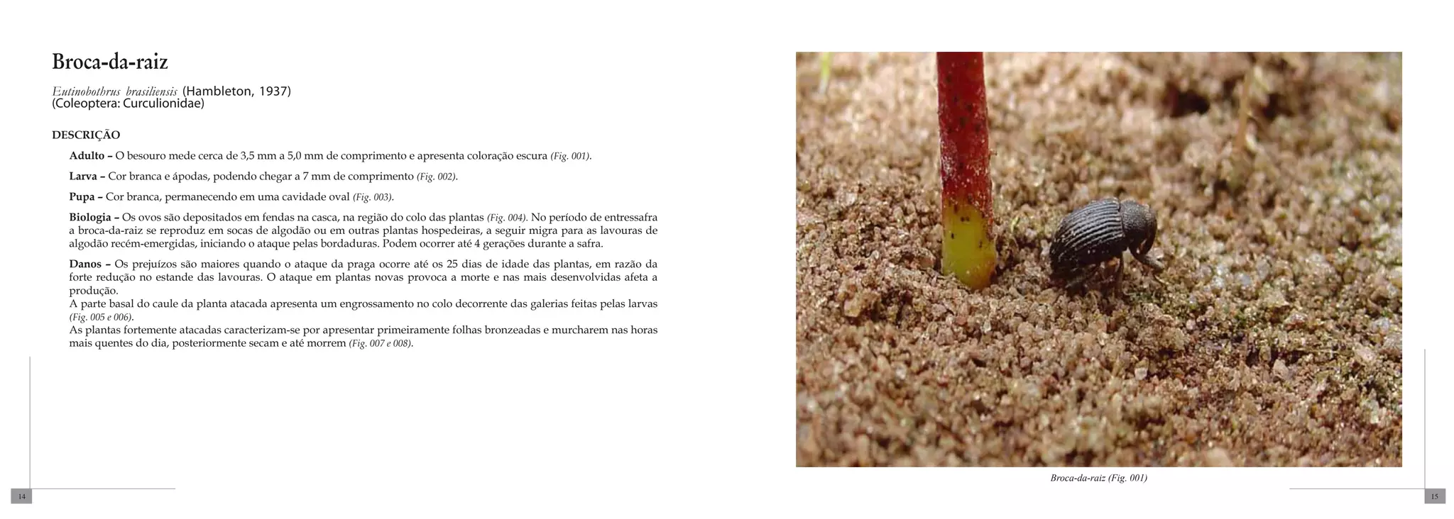Broca-da-raiz
     Eutinobothrus brasiliensis (Hambleton, 1937)
     (Coleoptera: Curculionidae)

     DESCRIÇÃO
        Adulto – O besouro mede cerca de 3,5 mm a 5,0 mm de comprimento e apresenta coloração escura (Fig. 001).
        Larva – Cor branca e ápodas, podendo chegar a 7 mm de comprimento (Fig. 002).
        Pupa – Cor branca, permanecendo em uma cavidade oval (Fig. 003).
        Biologia – Os ovos são depositados em fendas na casca, na região do colo das plantas (Fig. 004). No período de entressafra
        a broca-da-raiz se reproduz em socas de algodão ou em outras plantas hospedeiras, a seguir migra para as lavouras de
        algodão recém-emergidas, iniciando o ataque pelas bordaduras. Podem ocorrer até 4 gerações durante a safra.
        Danos – Os prejuízos são maiores quando o ataque da praga ocorre até os 25 dias de idade das plantas, em razão da
        forte redução no estande das lavouras. O ataque em plantas novas provoca a morte e nas mais desenvolvidas afeta a
        produção.
        A parte basal do caule da planta atacada apresenta um engrossamento no colo decorrente das galerias feitas pelas larvas
        (Fig. 005 e 006).
        As plantas fortemente atacadas caracterizam-se por apresentar primeiramente folhas bronzeadas e murcharem nas horas
        mais quentes do dia, posteriormente secam e até morrem (Fig. 007 e 008).




                                                                                                                                     Broca-da-raiz (Fig. 001)
14                                                                                                                                                              15
 
