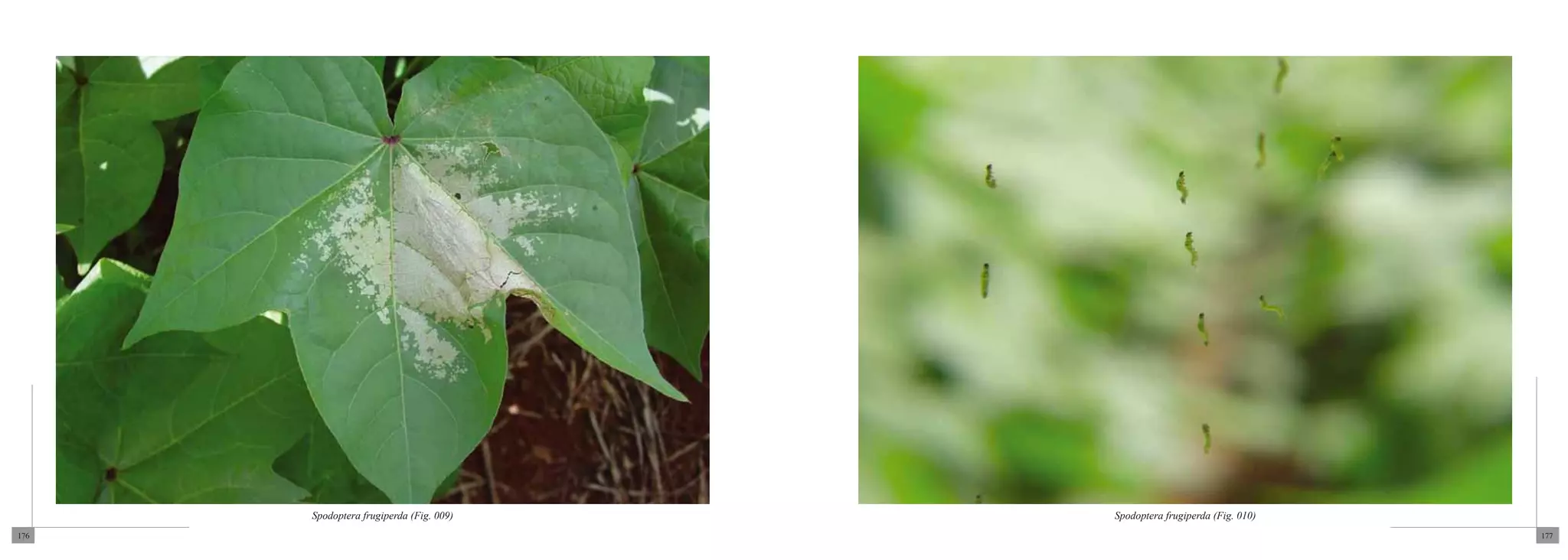 Spodoptera frugiperda (Fig. 009)   Spodoptera frugiperda (Fig. 010)
176                                                                         177
 