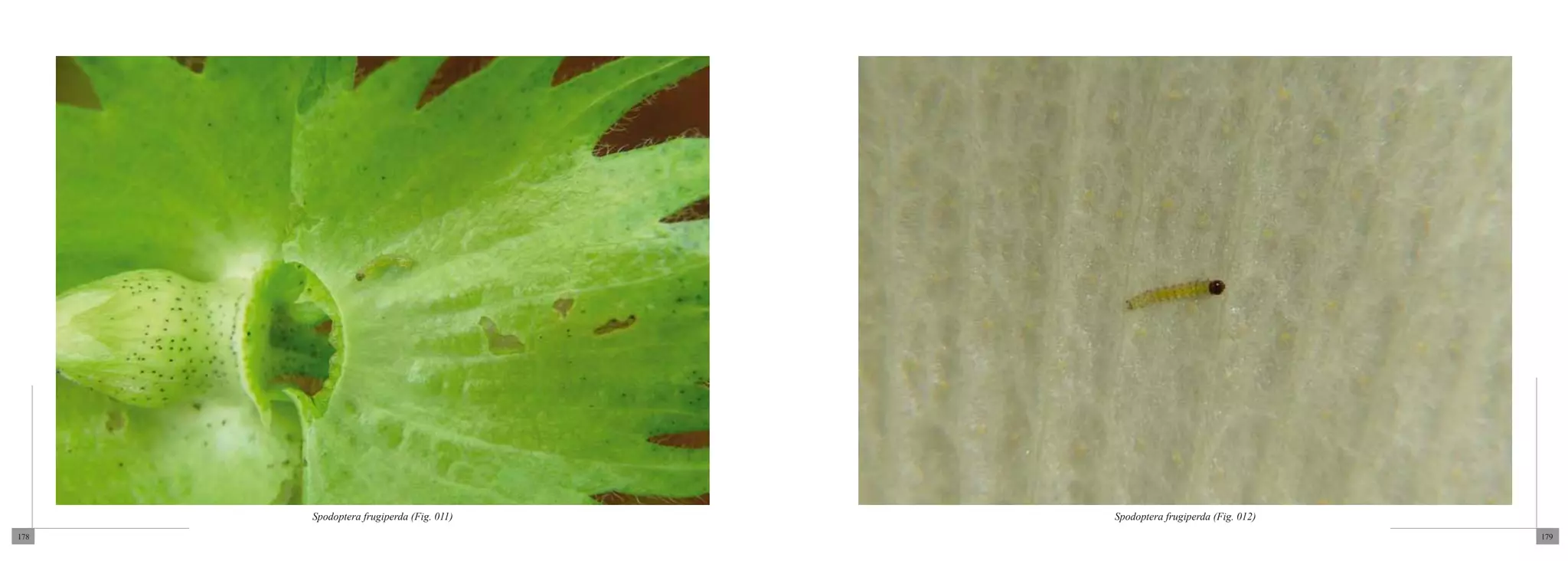 Spodoptera frugiperda (Fig. 011)   Spodoptera frugiperda (Fig. 012)
178                                                                         179
 