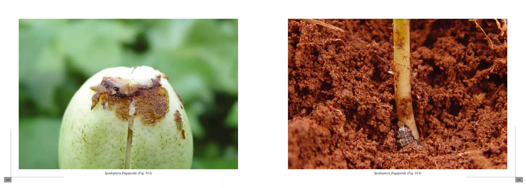 Spodoptera frugiperda (Fig. 013)   Spodoptera frugiperda (Fig. 014)
180                                                                         181
 