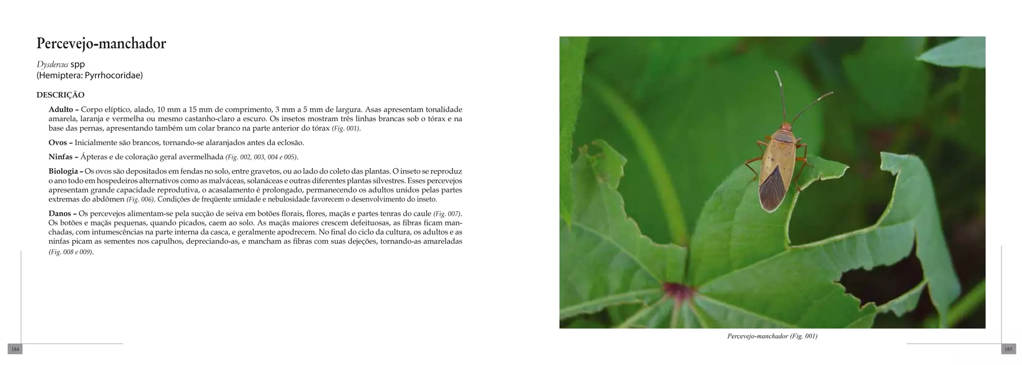 Percevejo-manchador
      Dysdercus spp
      (Hemiptera: Pyrrhocoridae)

      DESCRIÇÃO
        Adulto – Corpo elíptico, alado, 10 mm a 15 mm de comprimento, 3 mm a 5 mm de largura. Asas apresentam tonalidade
        amarela, laranja e vermelha ou mesmo castanho-claro a escuro. Os insetos mostram três linhas brancas sob o tórax e na
        base das pernas, apresentando também um colar branco na parte anterior do tórax (Fig. 001).
        Ovos – Inicialmente são brancos, tornando-se alaranjados antes da eclosão.
        Ninfas – Ápteras e de coloração geral avermelhada (Fig. 002, 003, 004 e 005).
        Biologia – Os ovos são depositados em fendas no solo, entre gravetos, ou ao lado do coleto das plantas. O inseto se reproduz
        o ano todo em hospedeiros alternativos como as malváceas, solanáceas e outras diferentes plantas silvestres. Esses percevejos
        apresentam grande capacidade reprodutiva, o acasalamento é prolongado, permanecendo os adultos unidos pelas partes
        extremas do abdômen (Fig. 006). Condições de freqüente umidade e nebulosidade favorecem o desenvolvimento do inseto.
        Danos – Os percevejos alimentam-se pela sucção de seiva em botões florais, flores, maçãs e partes tenras do caule (Fig. 007).
        Os botões e maçãs pequenas, quando picados, caem ao solo. As maçãs maiores crescem defeituosas, as fibras ficam man-
        chadas, com intumescências na parte interna da casca, e geralmente apodrecem. No final do ciclo da cultura, os adultos e as
        ninfas picam as sementes nos capulhos, depreciando-as, e mancham as fibras com suas dejeções, tornando-as amareladas
        (Fig. 008 e 009).




                                                                                                                                        Percevejo-manchador (Fig. 001)
184                                                                                                                                                                      185
 