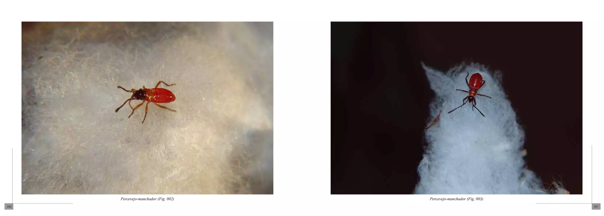 Percevejo-manchador (Fig. 002)   Percevejo-manchador (Fig. 003)
186                                                                     187
 