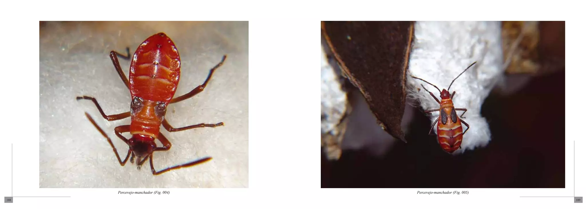 Percevejo-manchador (Fig. 004)   Percevejo-manchador (Fig. 005)
188                                                                     189
 