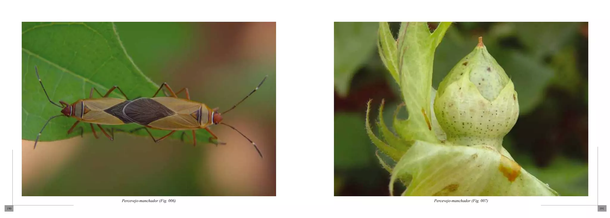 Percevejo-manchador (Fig. 006)   Percevejo-manchador (Fig. 007)
190                                                                     191
 