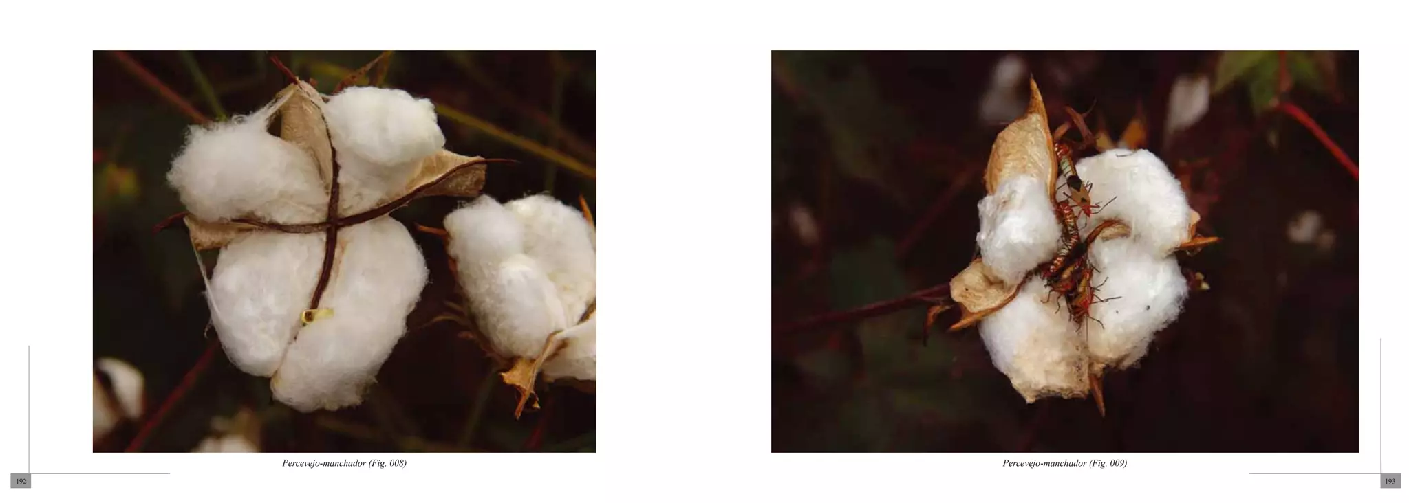 Percevejo-manchador (Fig. 008)   Percevejo-manchador (Fig. 009)
192                                                                     193
 