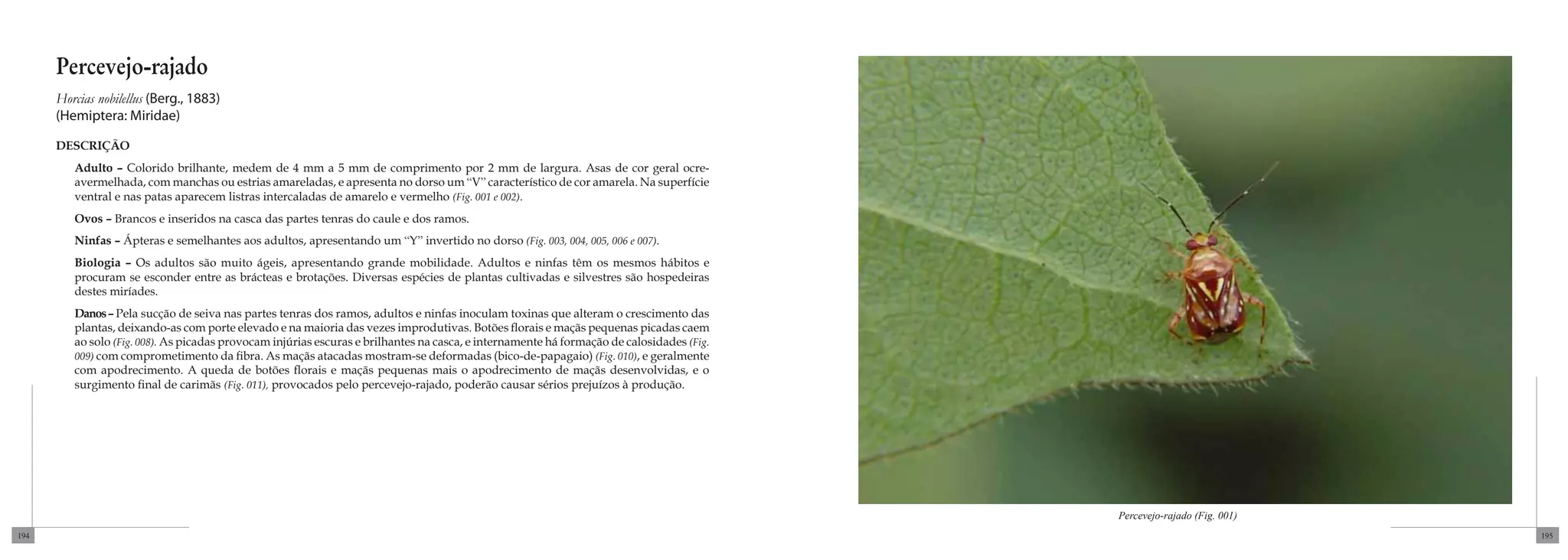 Percevejo-rajado
      Horcias nobilellus (Berg., 1883)
      (Hemiptera: Miridae)

      DESCRIÇÃO
         Adulto – Colorido brilhante, medem de 4 mm a 5 mm de comprimento por 2 mm de largura. Asas de cor geral ocre-
         avermelhada, com manchas ou estrias amareladas, e apresenta no dorso um “V” característico de cor amarela. Na superfície
         ventral e nas patas aparecem listras intercaladas de amarelo e vermelho (Fig. 001 e 002).
         Ovos – Brancos e inseridos na casca das partes tenras do caule e dos ramos.
         Ninfas – Ápteras e semelhantes aos adultos, apresentando um “Y” invertido no dorso (Fig. 003, 004, 005, 006 e 007).
         Biologia – Os adultos são muito ágeis, apresentando grande mobilidade. Adultos e ninfas têm os mesmos hábitos e
         procuram se esconder entre as brácteas e brotações. Diversas espécies de plantas cultivadas e silvestres são hospedeiras
         destes miríades.
         Danos – Pela sucção de seiva nas partes tenras dos ramos, adultos e ninfas inoculam toxinas que alteram o crescimento das
         plantas, deixando-as com porte elevado e na maioria das vezes improdutivas. Botões florais e maçãs pequenas picadas caem
         ao solo (Fig. 008). As picadas provocam injúrias escuras e brilhantes na casca, e internamente há formação de calosidades (Fig.
         009) com comprometimento da fibra. As maçãs atacadas mostram-se deformadas (bico-de-papagaio) (Fig. 010), e geralmente
         com apodrecimento. A queda de botões florais e maçãs pequenas mais o apodrecimento de maçãs desenvolvidas, e o
         surgimento final de carimãs (Fig. 011), provocados pelo percevejo-rajado, poderão causar sérios prejuízos à produção.




                                                                                                                                           Percevejo-rajado (Fig. 001)
194                                                                                                                                                                      195
 