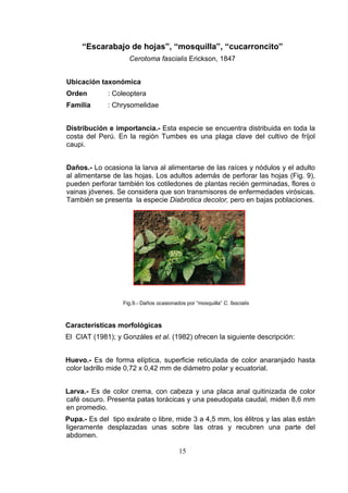 “Escarabajo de hojas”, “mosquilla”, “cucarroncito”
                    Cerotoma fascialis Erickson, 1847


Ubicación taxonómica
Orden        : Coleoptera
Familia      : Chrysomelidae


Distribución e importancia.- Esta especie se encuentra distribuida en toda la
costa del Perú. En la región Tumbes es una plaga clave del cultivo de fríjol
caupi.


Daños.- Lo ocasiona la larva al alimentarse de las raíces y nódulos y el adulto
al alimentarse de las hojas. Los adultos además de perforar las hojas (Fig. 9),
pueden perforar también los cotiledones de plantas recién germinadas, flores o
vainas jóvenes. Se considera que son transmisores de enfermedades virósicas.
También se presenta la especie Diabrotica decolor, pero en bajas poblaciones.




                  Fig.9.- Daños ocasionados por “mosquilla” C. fascialis



Características morfológicas
El CIAT (1981); y Gonzáles et al. (1982) ofrecen la siguiente descripción:


Huevo.- Es de forma elíptica, superficie reticulada de color anaranjado hasta
color ladrillo mide 0,72 x 0,42 mm de diámetro polar y ecuatorial.


Larva.- Es de color crema, con cabeza y una placa anal quitinizada de color
café oscuro. Presenta patas torácicas y una pseudopata caudal, miden 8,6 mm
en promedio.
Pupa.- Es del tipo exárate o libre, mide 3 a 4,5 mm, los élitros y las alas están
ligeramente desplazadas unas sobre las otras y recubren una parte del
abdomen.

                                         15
 
