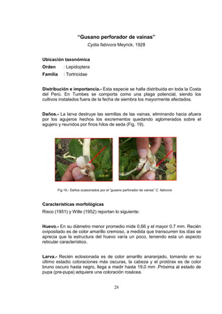 “Gusano perforador de vainas”
                           Cydia fabivora Meyrick, 1928


Ubicación taxonómica
Orden      : Lepidoptera
Familia    : Tortricidae


Distribución e importancia.- Esta especie se halla distribuida en toda la Costa
del Perú. En Tumbes se comporta como una plaga potencial, siendo los
cultivos instalados fuera de la fecha de siembra los mayormente afectados.


Daños.- La larva destruye las semillas de las vainas, eliminando hacia afuera
por los agujeros hechos los excrementos quedando aglomerados sobre el
agujero y reunidos por finos hilos de seda (Fig. 19).




        Fig.19.- Daños ocasionados por el “gusano perforador de vainas” C. fabivora



Características morfológicas
Risco (1951) y Wille (1952) reportan lo siguiente:


Huevo.- En su diámetro menor promedio mide 0,66 y el mayor 0,7 mm. Recién
ovipositado es de color amarillo cremoso, a medida que transcurren los días se
aprecia que la estructura del huevo varía un poco, teniendo esta un aspecto
reticular característico.


Larva.- Recién eclosionada es de color amarillo anaranjado, tomando en su
último estadio coloraciones más oscuras, la cabeza y el protórax es de color
bruno oscuro hasta negro, llega a medir hasta 19,0 mm .Próxima al estado de
pupa (pre-pupa) adquiere una coloración rosácea.


                                             28
 
