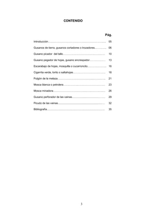 CONTENIDO



                                                                                              Pág.

Introducción……………………………………………….. ………. 05

Gusanos de tierra, gusanos cortadores o trozadores...……….. 06

Gusano picador del tallo…………………………………………                                                        10

Gusano pegador de hojas, gusano encrespador………………                                               13

Escarabajo de hojas, mosquilla o cucarroncito………..……….. 16

Cigarrita verde, lorito o saltahojas……………………………….                                               18

Pulgón de la melaza…………………………………..…………..                                                        21

Mosca blanca o petrolera……………..………………………….                                                      23

Mosca minadora…………………………………….…………..…                                                            26

Gusano perforador de las vainas.....................................…….                         29

Picudo de las vainas.........................................................……                 32

Bibliografía...............................................................................     35




                                                            3
 