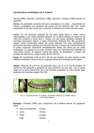Características morfológicas de S. eridania


García (1986), Valverde y Sarmiento (1986), Sánchez y Vergara (1990) reportan lo
siguiente.
Huevo.- Es esferoidal, presenta estructura esculpida en el corion, ovipositados en
masas y protegidos con escamas del cuerpo de las hembras (Fig. 3A), recién
ovipositado es de color verde claro y próximo a eclosionar se tornan de color negro.


Larva.- En los primeros estadios es de color verde claro o negro oscuro
aterciopelado y con rayas amarillas laterales. En el último estadio el cuerpo es de
color gris variando a verde oliva o rosado, con dos líneas paralelas dorsales de
manchas triangulares negras, a veces pobremente definidas (Fig. 3B), igualmente
poseen líneas subdorsales rojizas. Se puede distinguir una línea subespiracular
prominente que está quebrada por manchas oscuras, a veces una mancha difusa en
el primer segmento abdominal inmediatamente detrás del último par de patas
verdaderas. La cabeza es de color amarillo rojizo con reticulaciones brillantes de
color pardo cobrizo. El aspecto ventral del cuerpo es anaranjado o rosado con
puntitos de color blanco. Llega a medir de 35 a 40 mm.
Pupa.- Es momificada, mide de 25 a 35 mm de longitud, de color marrón a café
brillante tornándose marrón oscuro o negruzco antes de la emergencia del adulto.


Adulto.- Mide de 20 a 25 mm de expansión alar y de 12 a 16 mm de longitud. El
macho es más pequeño y presenta las alas anteriores de color gris con un punto
negro en su parte central (Fig. 3C) y las hembras presentan un color marrón claro
jaspeado con manchas negras (Fig. 3D)




 A

                                                    B                C               D



        Fig. 3.- “Gusano de tierra” S. eridania (A) Huevos, (B) larva, (C) Adulto macho
                                     y (D) Adulto hembra


Biología.- Valverde (1986) para condiciones de la Molina reporta los siguientes
datos.
       Huevo (incubación)        : 04 días
       Larva                     : 19 días
       Pupa                      : 11 días
      Total                        34 días
                                                7
 