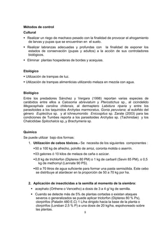 Métodos de control
Cultural
  Realizar un riego de machaco pesado con la finalidad de provocar el ahogamiento
  de larvas y pupas que se encuentran en el suelo.
  Realizar labranzas adecuadas y profundas con la finalidad de exponer los
  estados de conservación (pupas y adultos) a la acción de sus controladores
  biológicos.
  Eliminar plantas hospederas de bordes y acequias.


Etológico
 Utilización de trampas de luz.
 Utilización de trampas alimenticias utilizando melaza en mezcla con agua.


Biológico
Entre los predadores Sánchez y Vergara (1998) reportan varias especies de
carábidos entre ellos a Calosoma abreviatum y Pterostichus sp., al cicindelido
Megacephala carolina chilensis, al dermaptero Labidura riparia y entre los
parasitoides a los taquinidos Archytas marmoratus, Gonia peruviana; al eulofido del
género Euplectrus sp. y al ichneumonido Enicospilus sp. Zarate (2003) para las
condiciones de Tumbes reporta a los parasitoides Archytas sp. (Tachinidae) y los
Chalcididae Spilochalcis sp.,y Brachymeria sp.


Químico
Se puede utilizar bajo dos formas:
   1. Utilización de cebos tóxicos.- Se necesita de los siguientes componentes :
       50 a 100 kg de afrecho, polvillo de arroz, coronta molida o aserrín.
       03 galones ó 10 kilos de melaza de caña o azúcar.
       0,8 kg de trichlorfon (Dipterex 80 PM) o 1 kg de carbaril (Sevin 85 PM), o 0,5
         kg de methomyl (Lannate 90 PS).
       60 a 70 litros de agua suficiente para formar una pasta semisólida. Este cebo
       se distribuye al atardecer en la proporción de 50 a 70 kg por ha.


   2. Aplicación de insecticidas a la semilla al momento de la siembra:
       acephato (Orthene o Vencetho) a dosis de 3 a 4 g/ kg de semilla.
       Cuando se detecte más de 5% de plantas cortadas o existan ataques
       severos o generalizados se puede aplicar triclorfon (Dipterex 80 % Ps),
       clorpirifos (Paladin 480 E.C) 1 L/ha dirigido hacia la base de la planta o
       clorpirifos (Lorsban 2,5 % P) a una dosis de 20 kg/ha, espolvoreado sobre
       las plantas.
                                         8
 