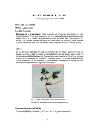 “GUSANO PICADOR DEL TALLO”
                             Elasmopalpus lignosellus Zeller, 1848


Ubicación taxonómica
Orden : Lepidoptera
Familia : Pyralidae
Distribución e importancia.- Esta especie se encuentra distribuida en toda
América Latina. En el país es una de las principales plagas de leguminosas que
inciden en toda la Costa y esporádicamente en la Selva Alta (Sarmiento et al.,
1998). En Tumbes es más frecuente en condiciones de verano y sobre todo en
cultivos instalados en suelos de textura franco arenosa (Castillo-Carrillo, 1995).


Daños
En los primeros estadios larvales se alimentan de las hojas, posteriormente las
larvas penetran al tallo a escasa profundidad del nivel del suelo, luego inician la
barrenación del tallo hacia arriba, formando de esta manera un túnel que provoca
finalmente la muerte de las plantitas. Los daños se reconocen por un decaimiento
o marchitamiento de las plantas y por los cocones semejantes a terroncitos que
se encuentran próximos o pegados al tallo (Fig. 4).




                      Fig. 4.-   Daños ocasionados por el “gusano picador
                      del tallo” (E. lignosellus) (Crédito: Segundo Carbajal,UNPRG)


Características morfológicas
Sandoval (1972) y Carbonell (1977) aportan la siguiente descripción.



                                                9
 