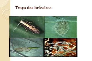 Traça das brássicasTraça das brássicas
 